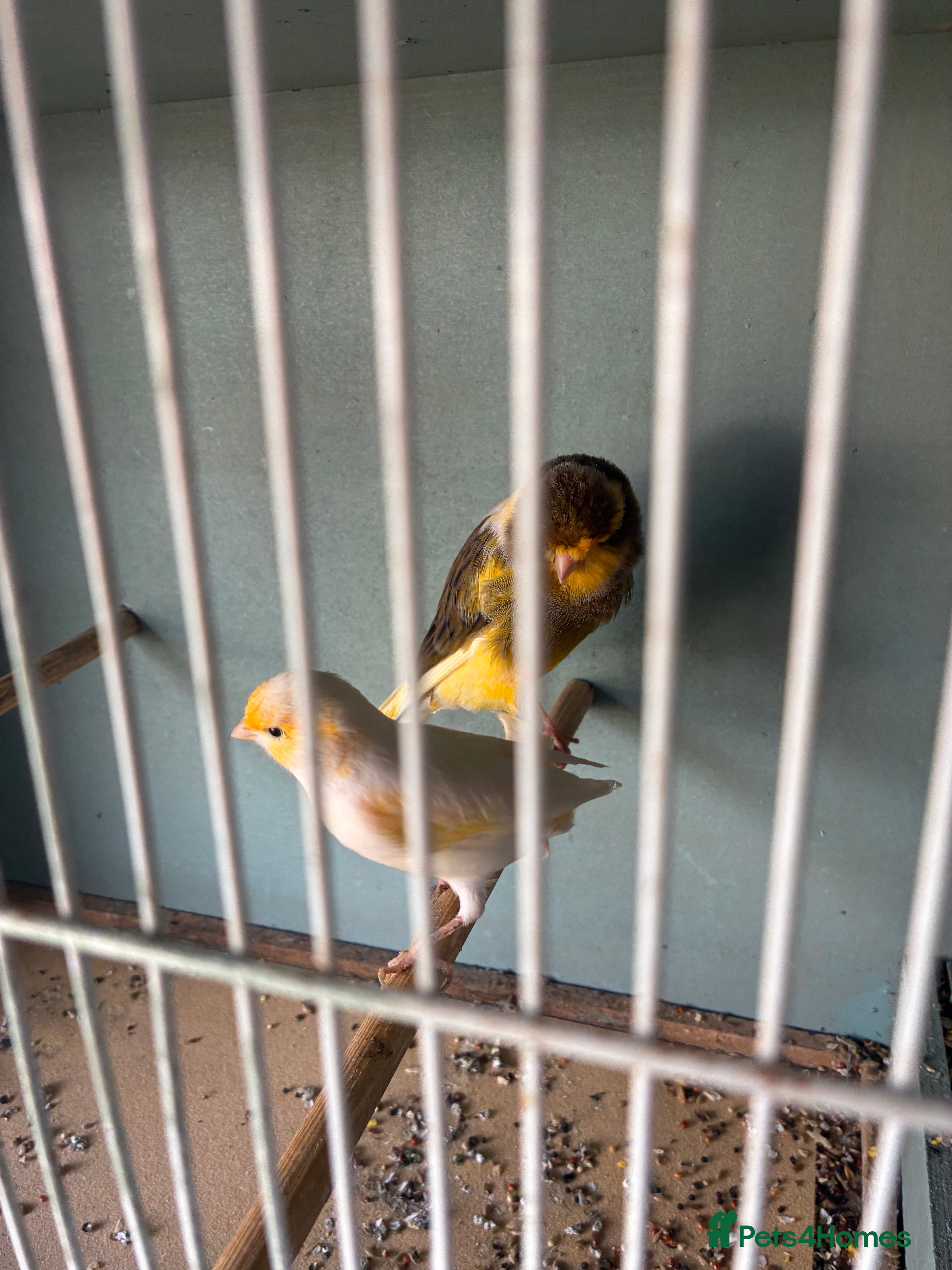 Canaries birds Canarys  - Advert 17