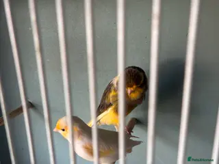 Canaries birds Canarys - Advert 17