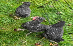Chickens poultry for sale: Aracana hybrid green egg layers chickens - Image 15