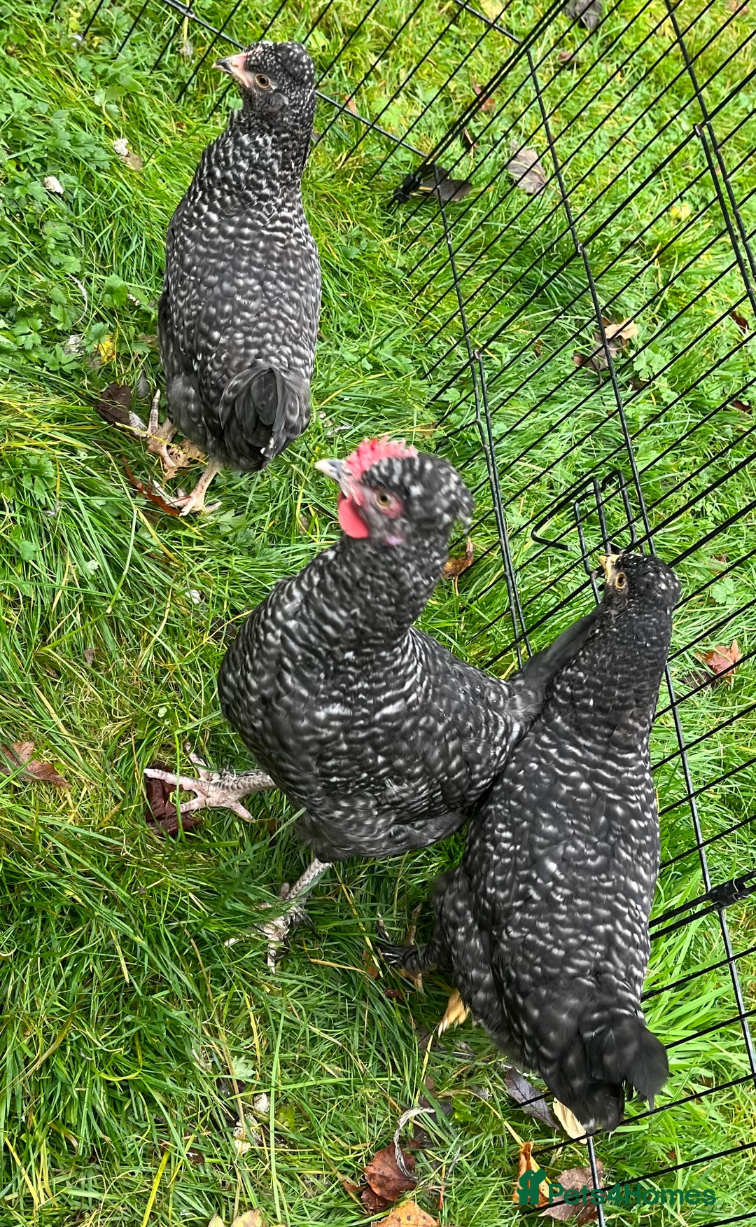 Chickens poultry for sale: Aracana hybrid green egg layers chickens - Image 15