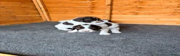 English Springer Spaniel dogs for sale: Working Springer Spaniel Puppies - Advert 3