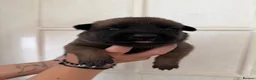 Belgian Shepherd Dog dogs for sale: Beautiful Belgium Shepard Dog in Wolverhampton - Advert 3