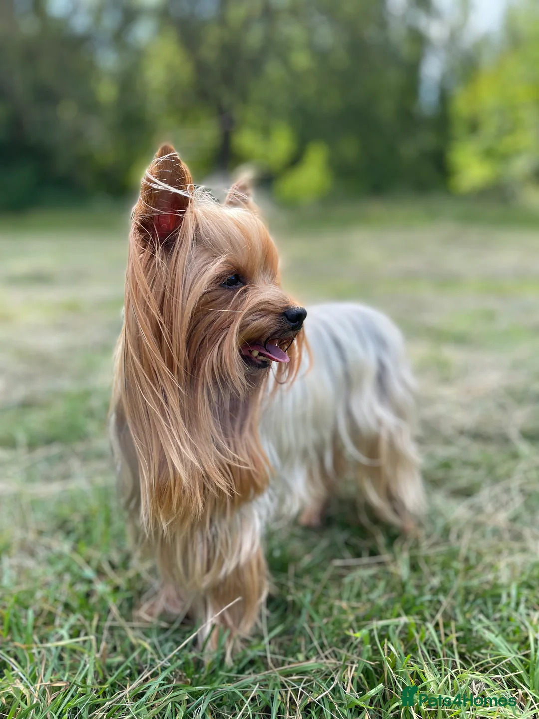 Mixed Breed dogs for stud: KC REG STUD,100% mini Yorkie,small to med breeds in Caterham - Advert 2