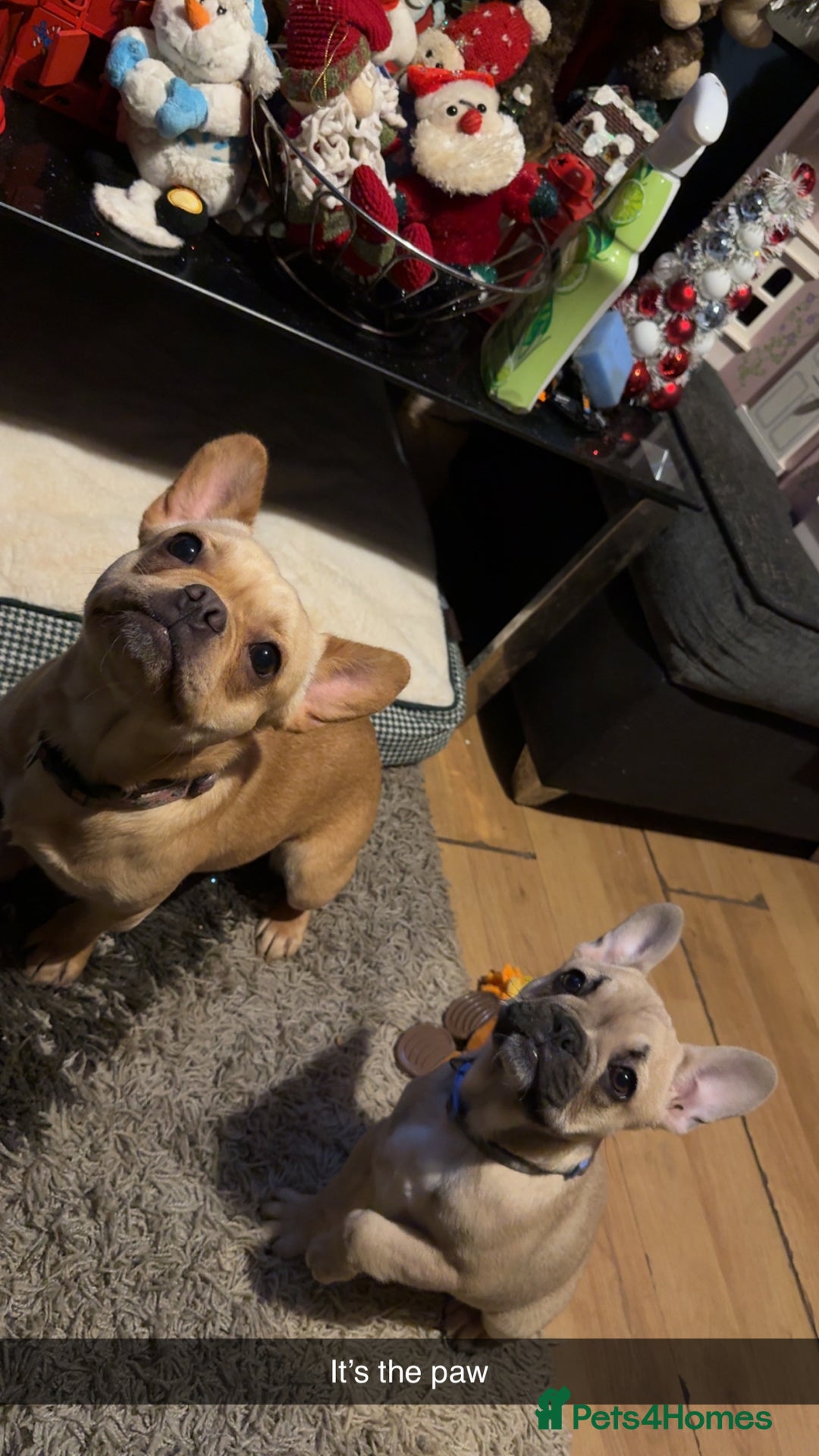 French Bulldog dogs for sale: Winnie French bulldog  - Image 6