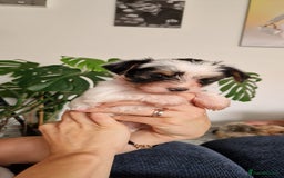 Yorkshire Terrier dogs for sale: Beautifull pedigree yorkshire terriers🐾🦮🐶 - Image 10