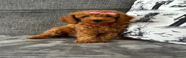 Miniature Poodle 1