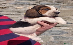 Basset Hound dogs for sale: KC BASSET HOUND PUPPIES  - Image 10