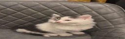 Mixed Breed cats for sale: Maincoon x kitten - Advert 3