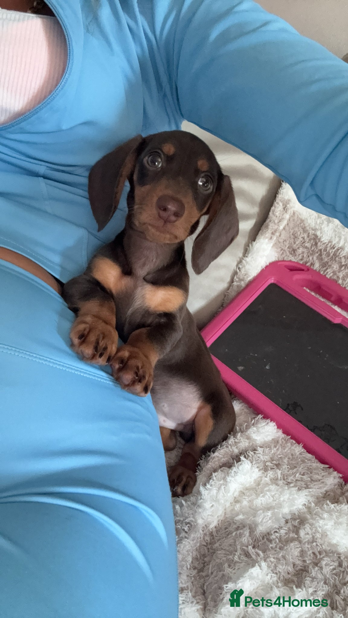 Miniature Dachshund dogs for sale: 2Mini Dachshunds ready for forever homes 🏡 - Advert 2