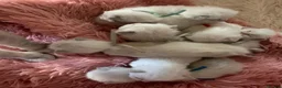 Ragdoll cats for sale: Exceptional Ragdoll Kittens  in Halifax - Advert 1