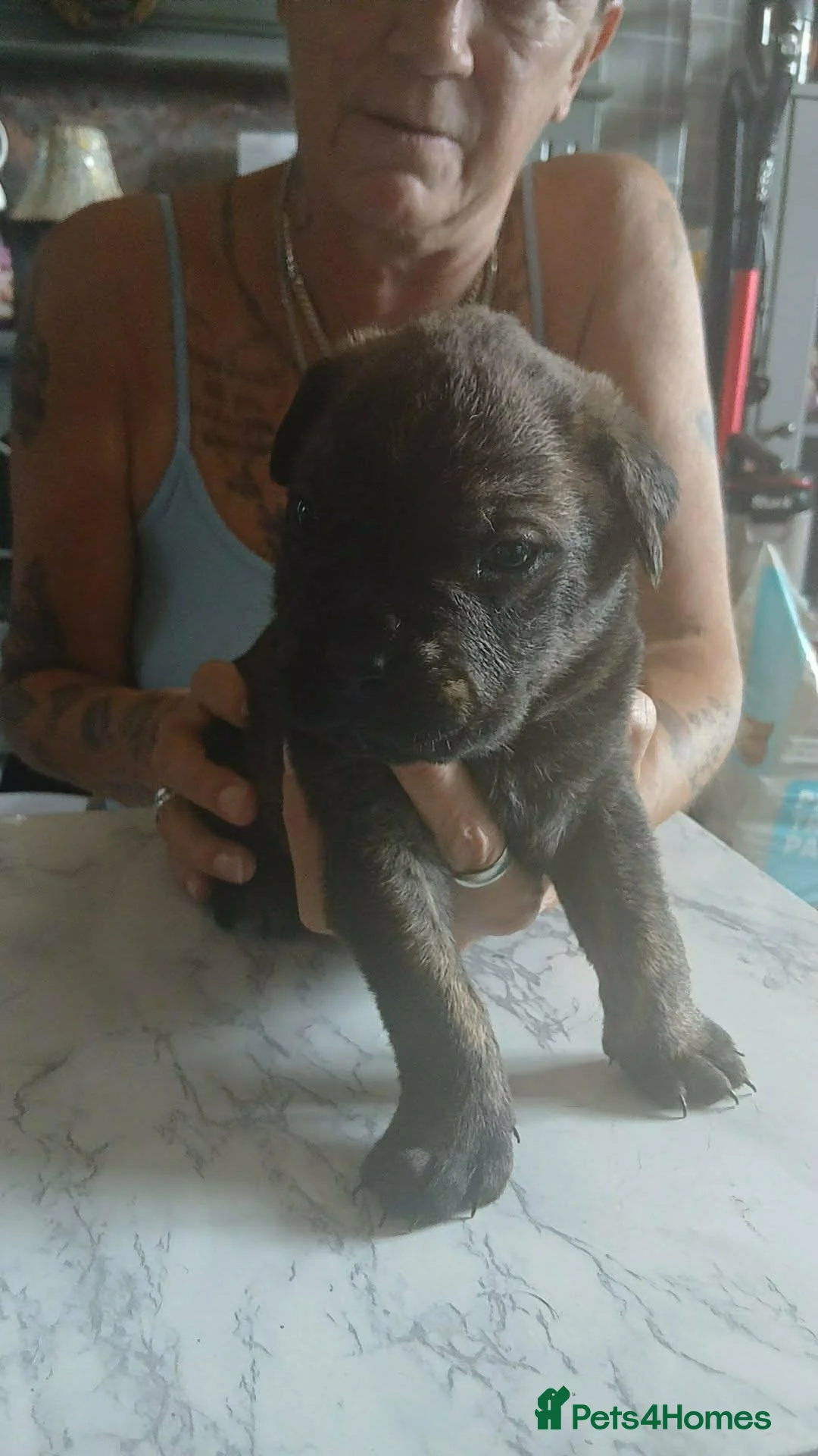 Mixed Breed dogs for sale: 3/4 bullmastiff 1/4 rottie in Ripley - Advert 2