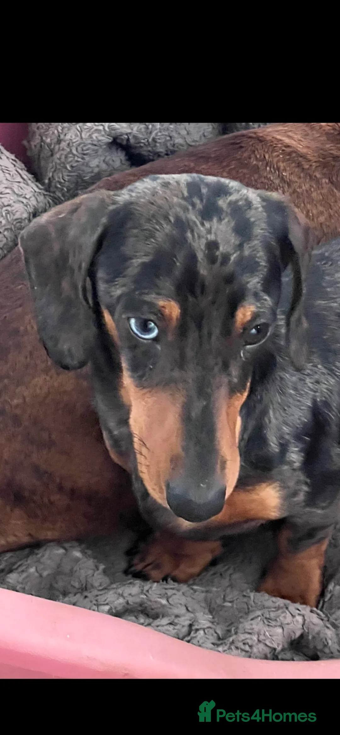 Miniature Dachshund dogs for stud: SILVER DAPPLE STUD KC in Galston - Advert 2
