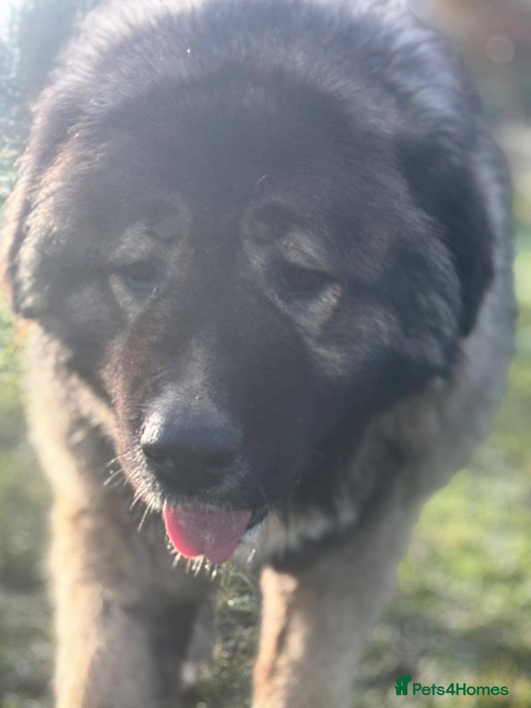 Caucasian Shepherd Dog dogs for sale: 🏡 ADOPT MISHA 🐾 FREE 🌟 Make a Christmas Miracle - Advert 6