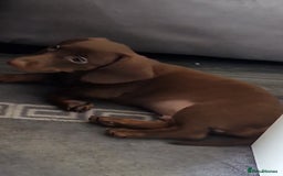 Miniature Dachshund dogs for sale: Miniature dachshund  - Image 2