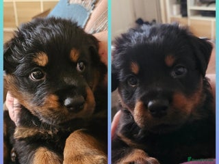 Rottweiler dogs Ready now: kc rottweiler puppies 2 boy left - Advert 11
