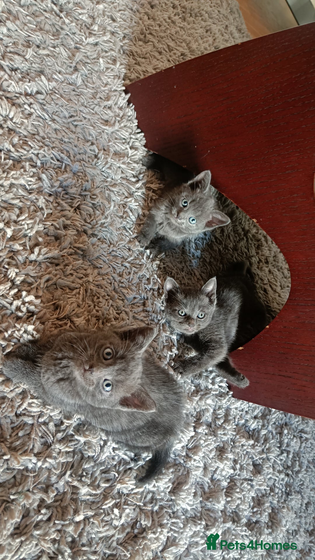 Russian Blue cats for sale: Adorable Silver Grey Russian blue kittens - Image 16