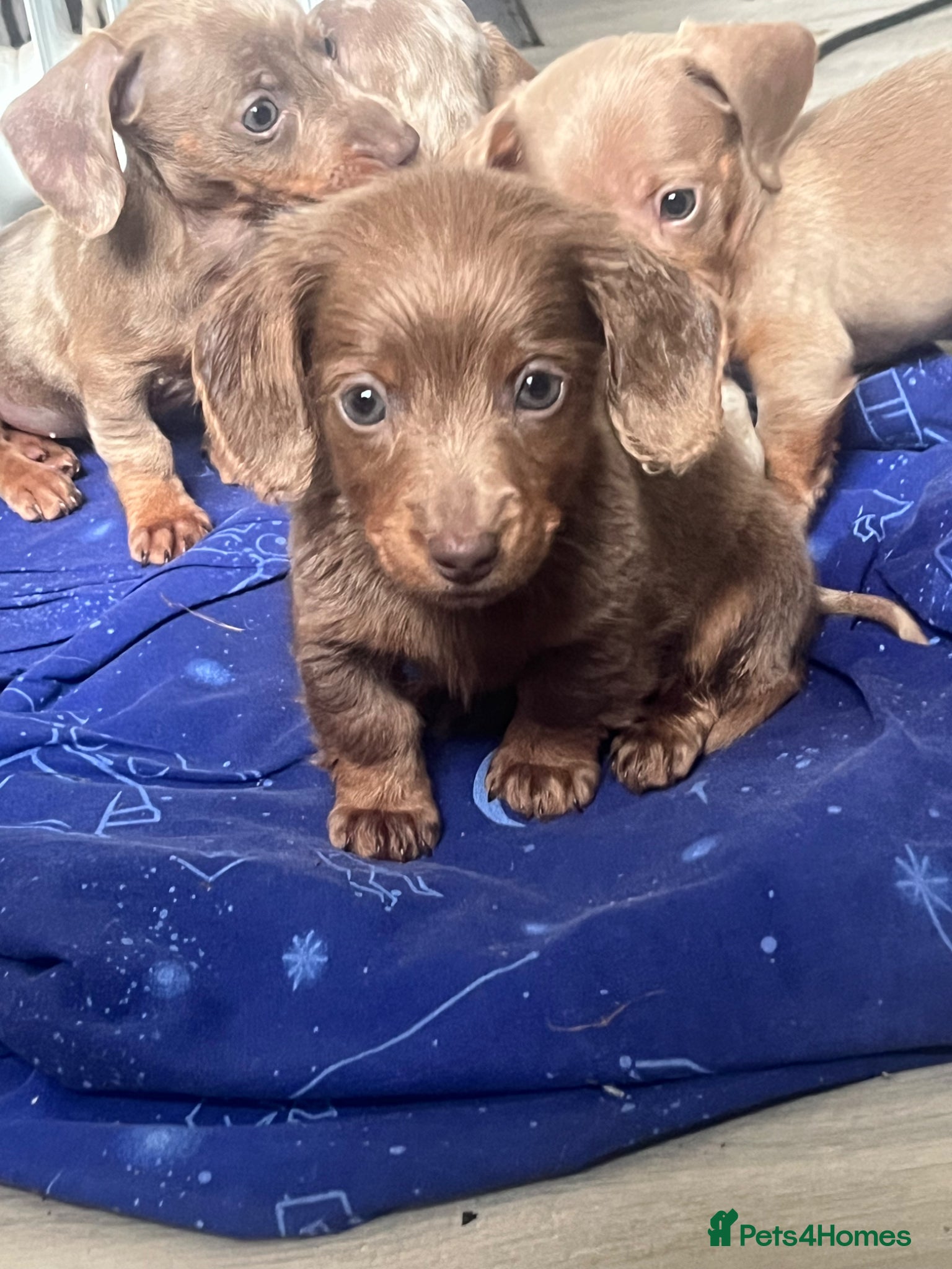 Miniature Dachshund dogs Ready this weekend miniature dachshund pups - Advert 9