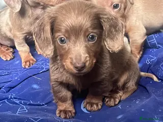 Miniature Dachshund dogs Ready this weekend miniature dachshund pups - Advert 13
