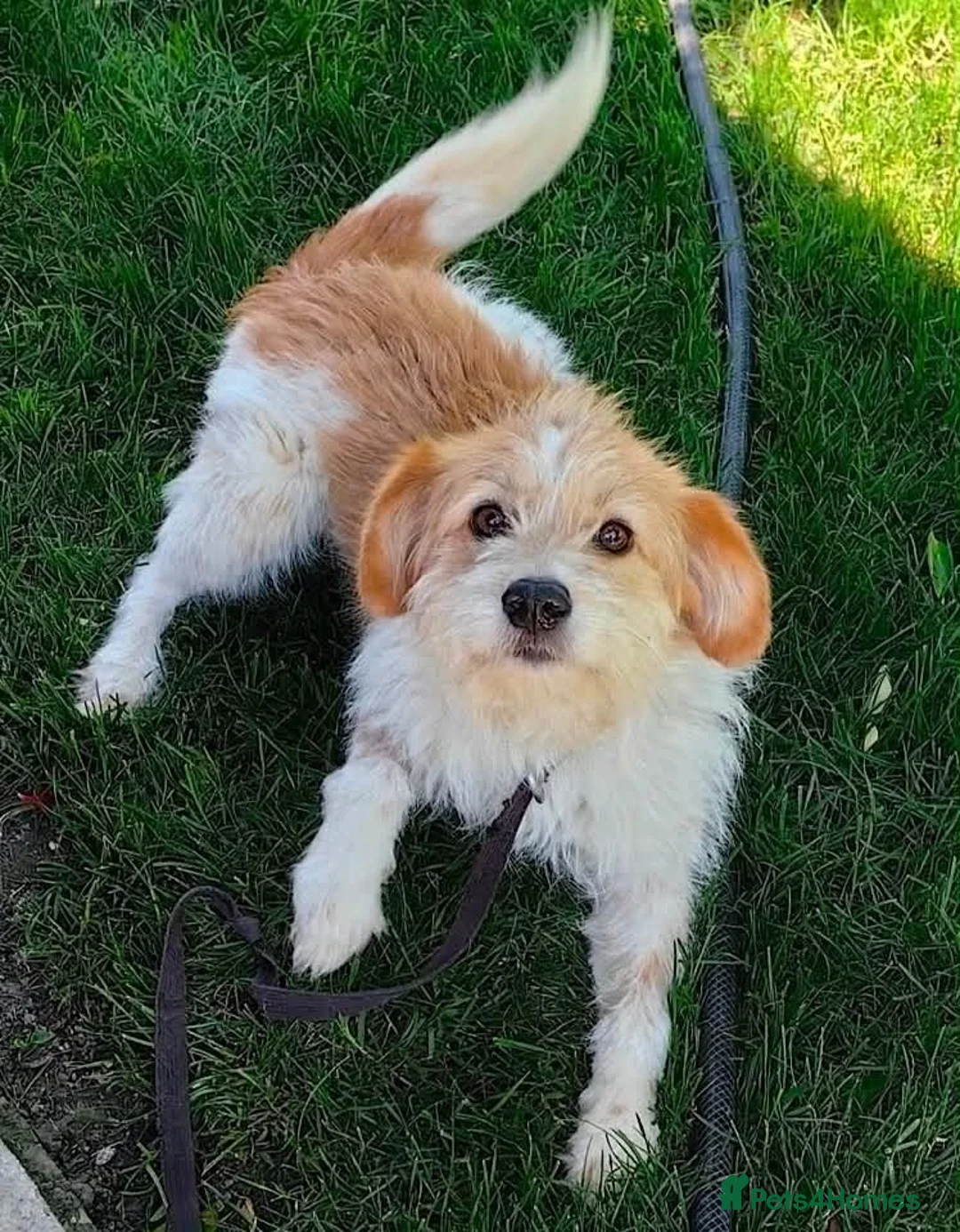Mixed Breed dogs for adoption: Lacey  - Advert 2