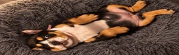 English Bulldog dogs for sale: Last Little Bulldog Girl – Ready 11th Oct 🩷 - Advert 2