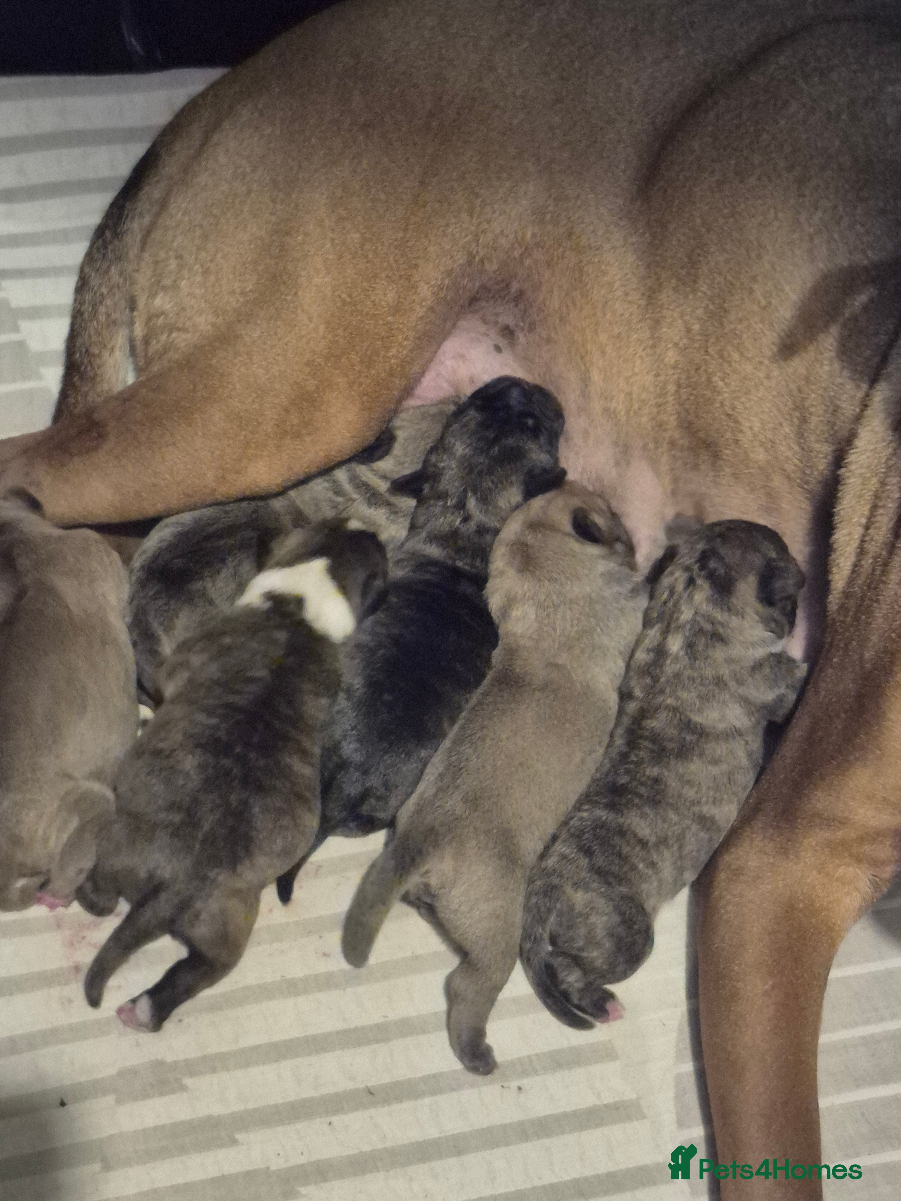 Mixed Breed dogs Mastiff cross french bulldog puppies  - Advert 7