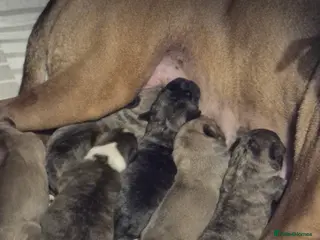 Mixed Breed dogs Mastiff cross french bulldog puppies - Advert 7