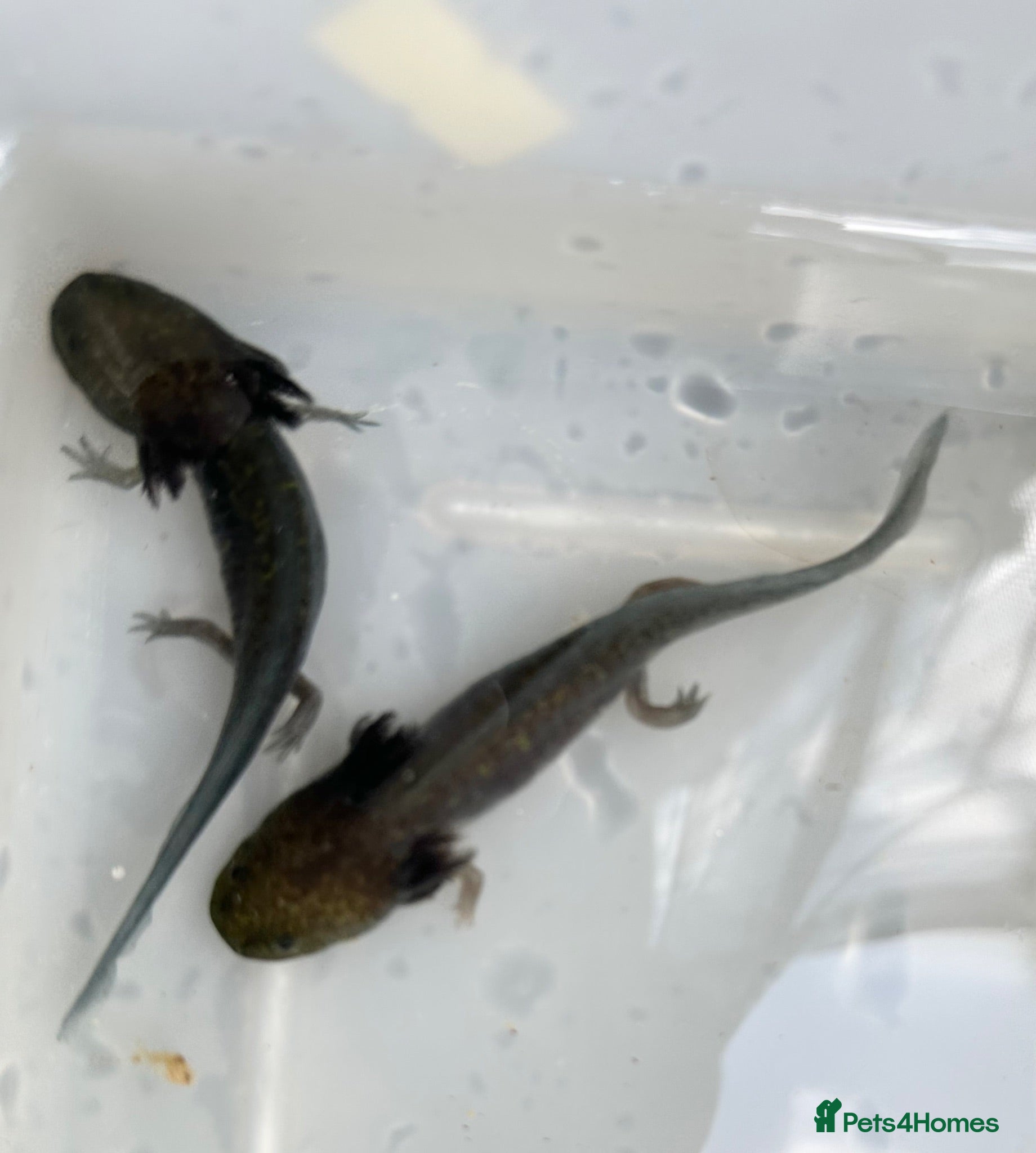 Axolotl reptiles  Melanistic (melanoid) Axolotls 2”-3” - Advert 1