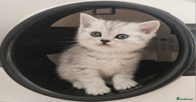 British Shorthair cats - Advert 7