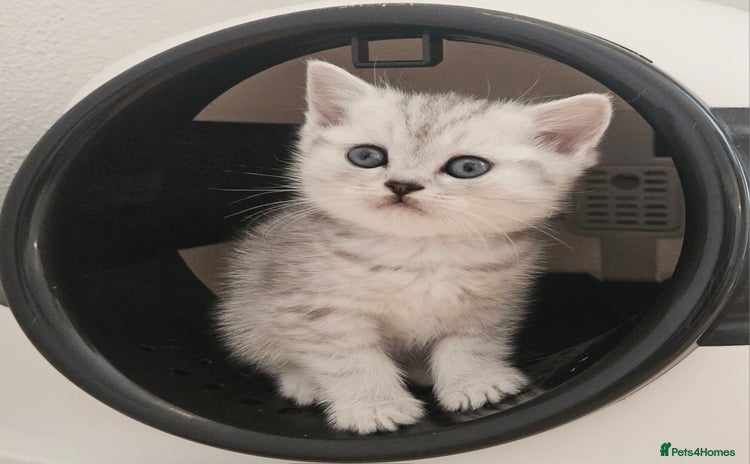 British Shorthair cats - Advert 16