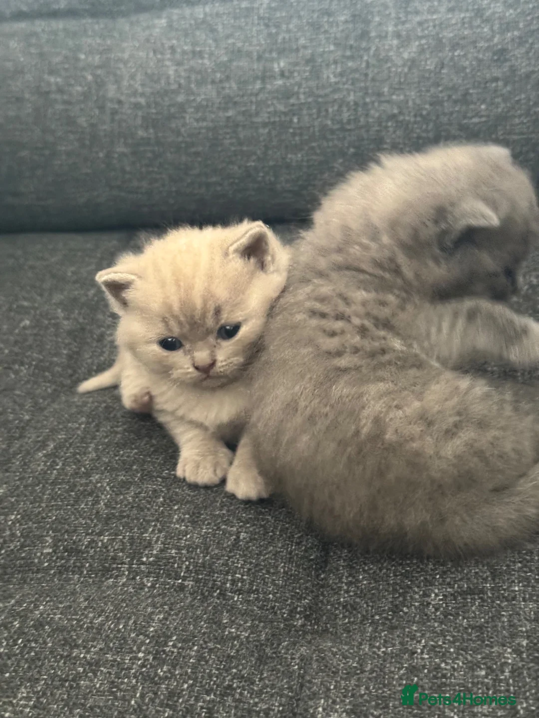 British Shorthair cats for sale: 2 British shorthair Kittens  in Manchester - Advert 2