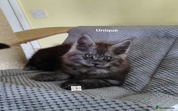 Maine Coon cats for sale: Absolutelly gorgeous kittens  - Image 15