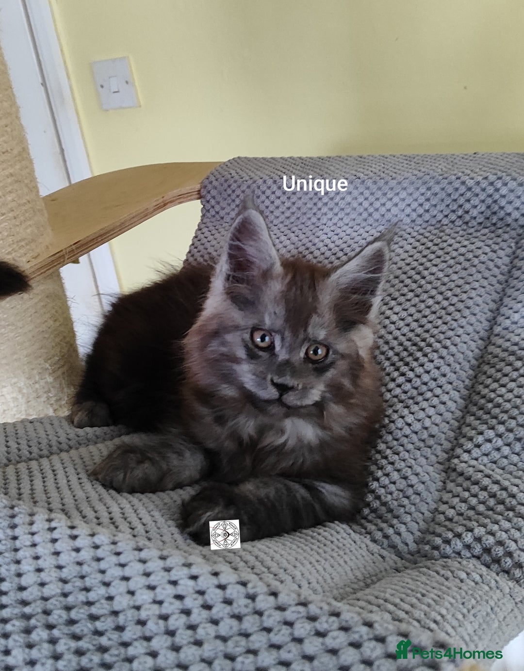 Maine Coon cats for sale: Absolutelly gorgeous kittens  - Image 15