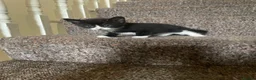 Mixed Breed cats for sale: The kittens are ready for new home  in London - Advert 15