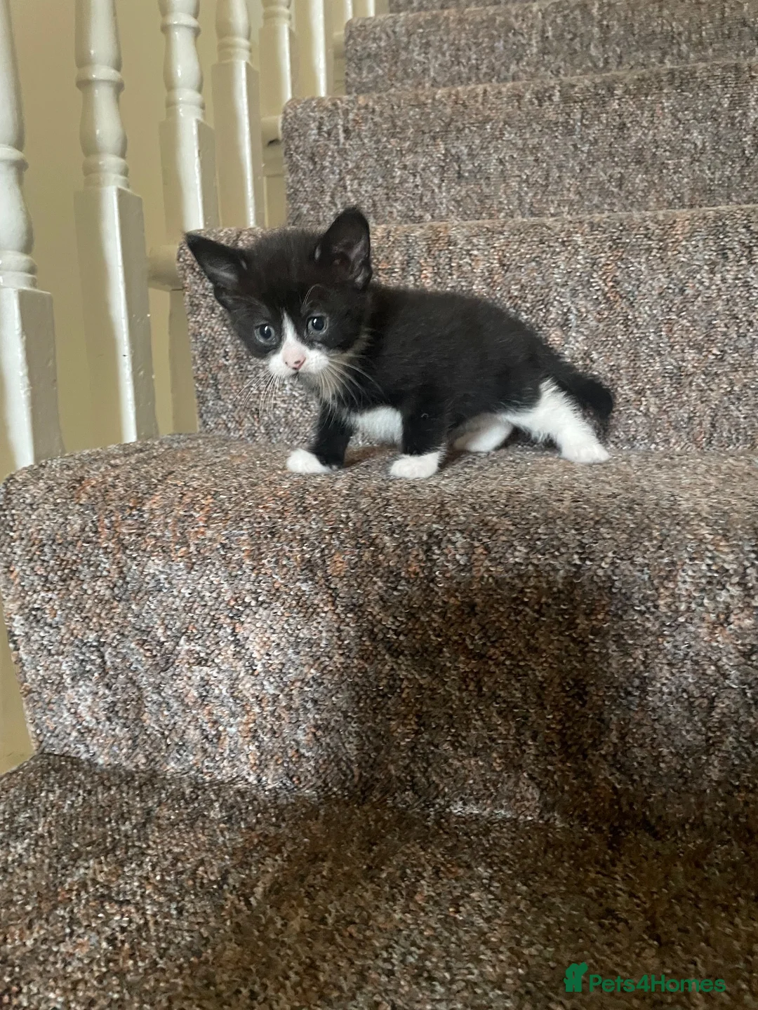 Mixed Breed cats for sale: The kittens are ready for new home  in London - Advert 15