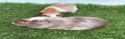 Guinea Pig rodents for sale: Calm, Guineas pig girls  - Advert 3