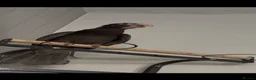 Parrots birds for sale: Greater vasa parrot talks whistles flys very well  - Advert 1