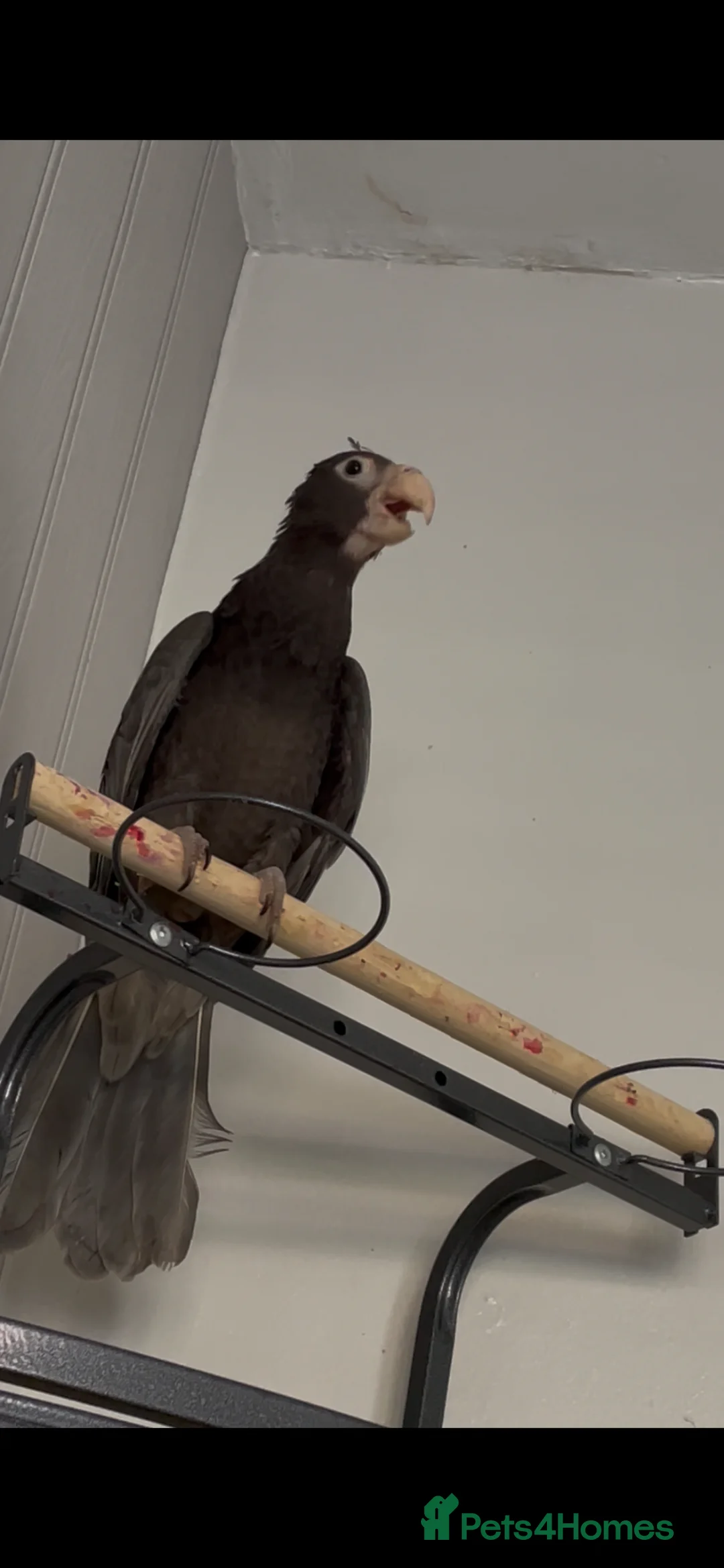 Parrots birds for sale: Greater vasa parrot talks whistles flys very well  - Advert 1