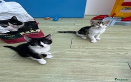 Mixed Breed cats for sale: Urgent! 2 playful kittens looking for a home  - Image 5