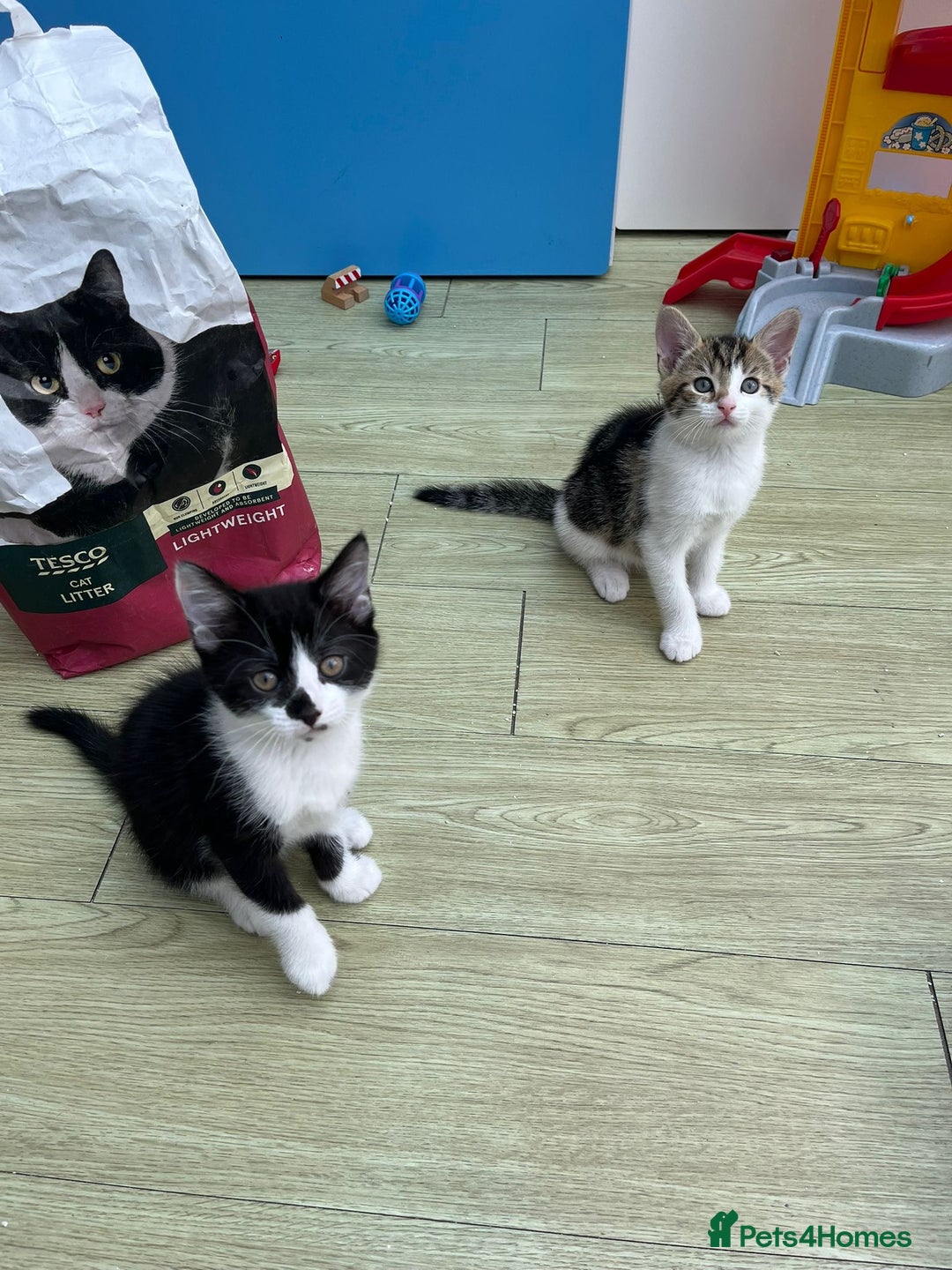 Mixed Breed cats for sale: Urgent! 2 playful kittens looking for a home  - Image 5