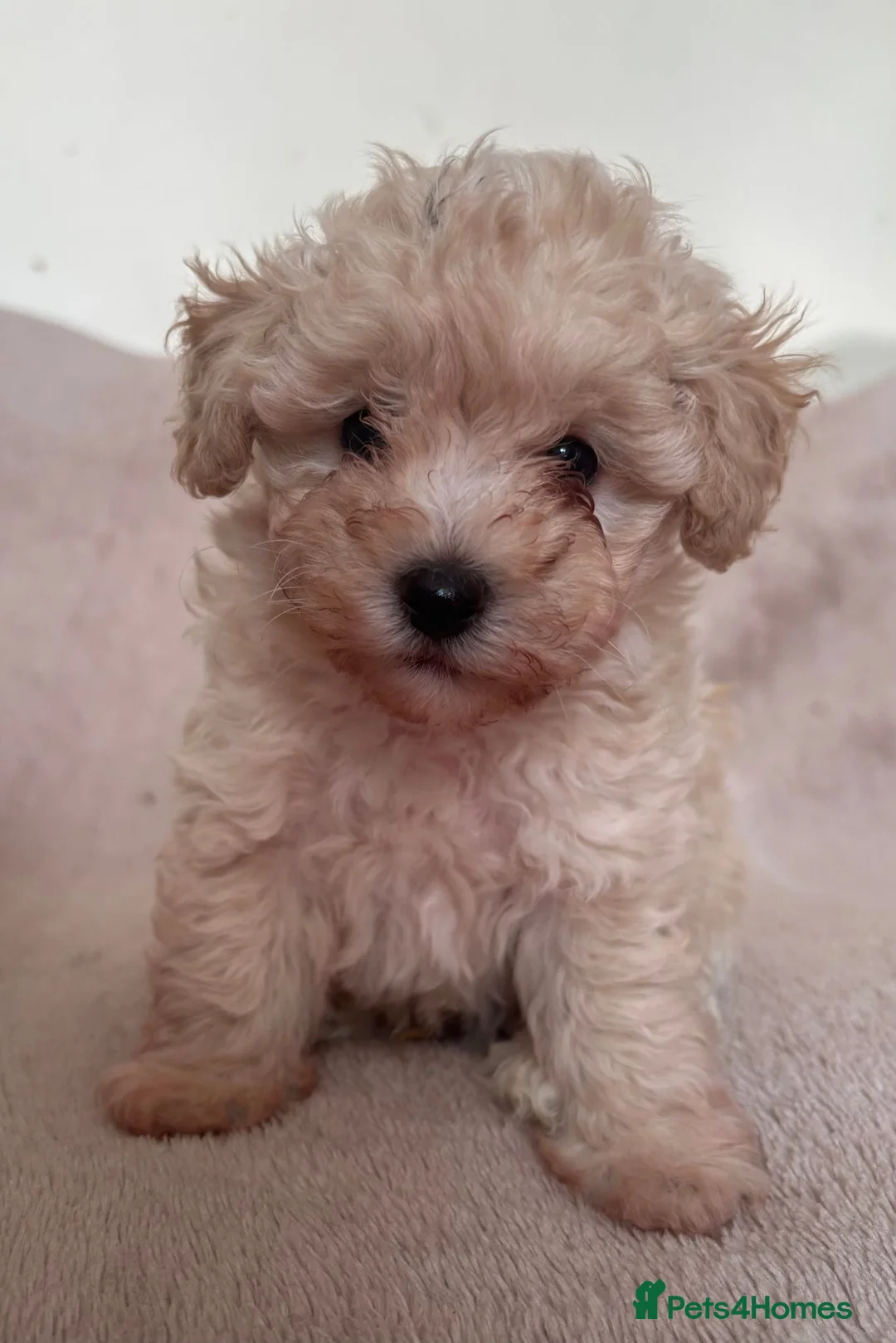 Toy Poodle dogs for sale: Asian Fusion - Advert 1