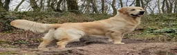Golden Retriever dogs for stud: Golden Retriever Stud in Selby - Advert 3