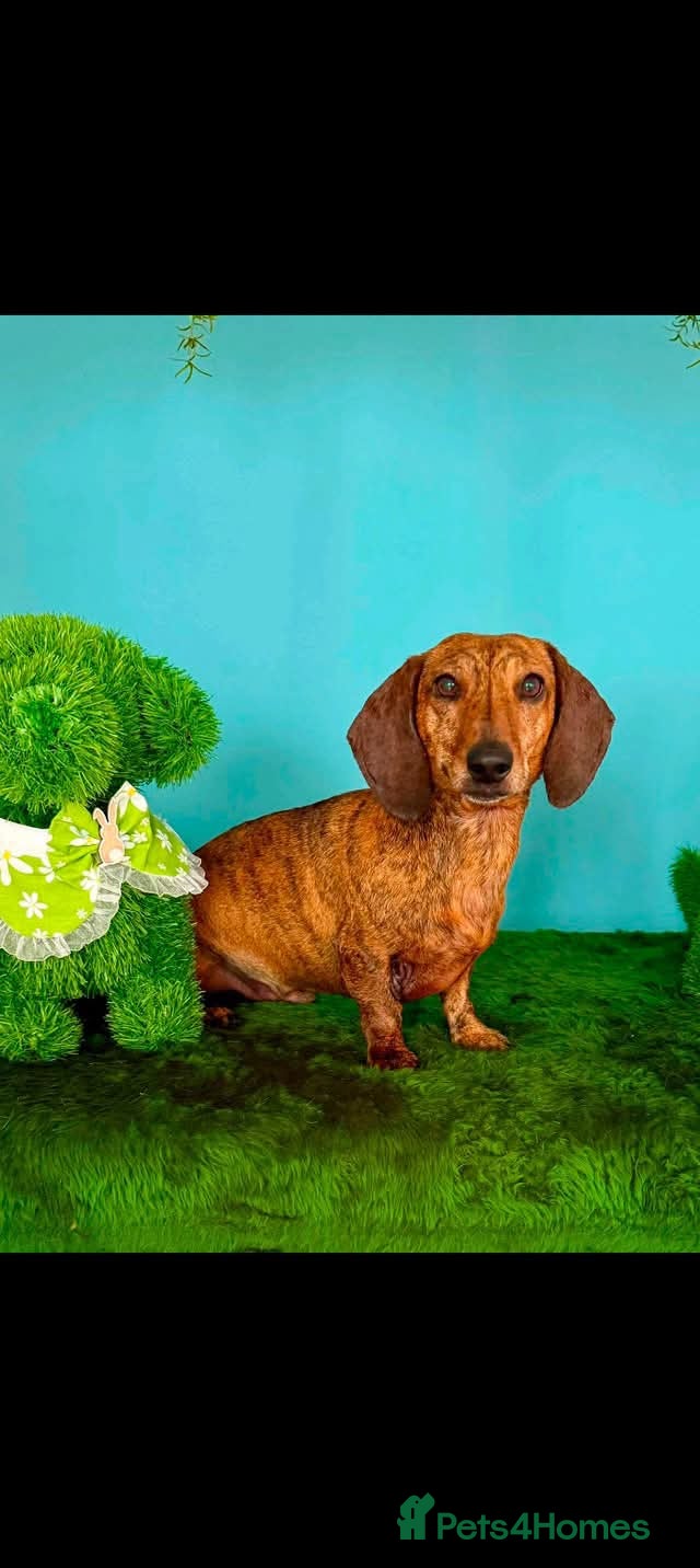 Dachshund dogs Dice  - Advert 2