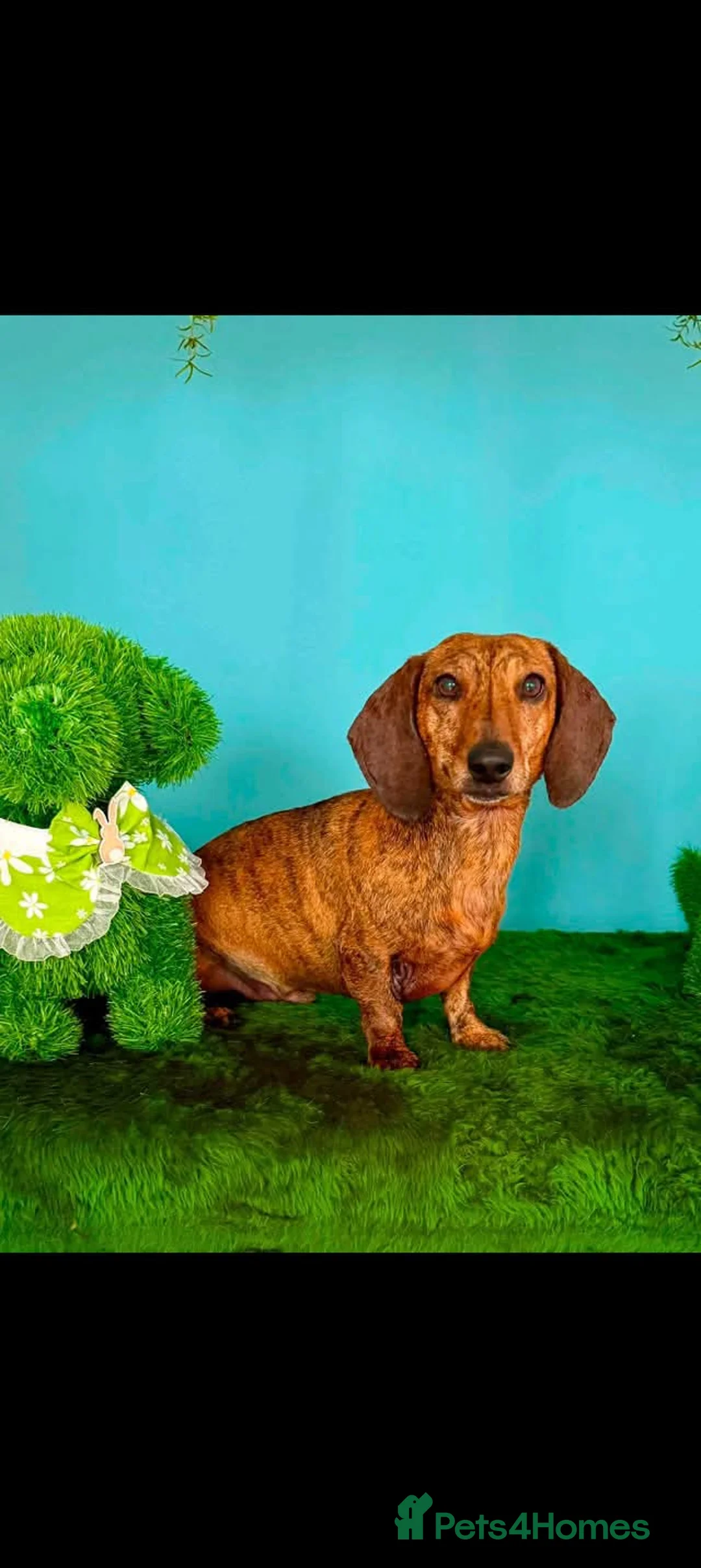 Dachshund dogs for adoption: Dice  - Advert 1