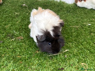 Guinea Pig rodents Female baby guinea pigs - Advert 6