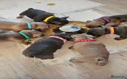 French Bulldog dogs for sale: KC REGISTERED BLUE & TAN FRENCHIES BOYS & GIRLS - Image 20