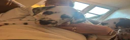 Dalmatian dogs for sale: Dalmatian Puppies  - Advert 16