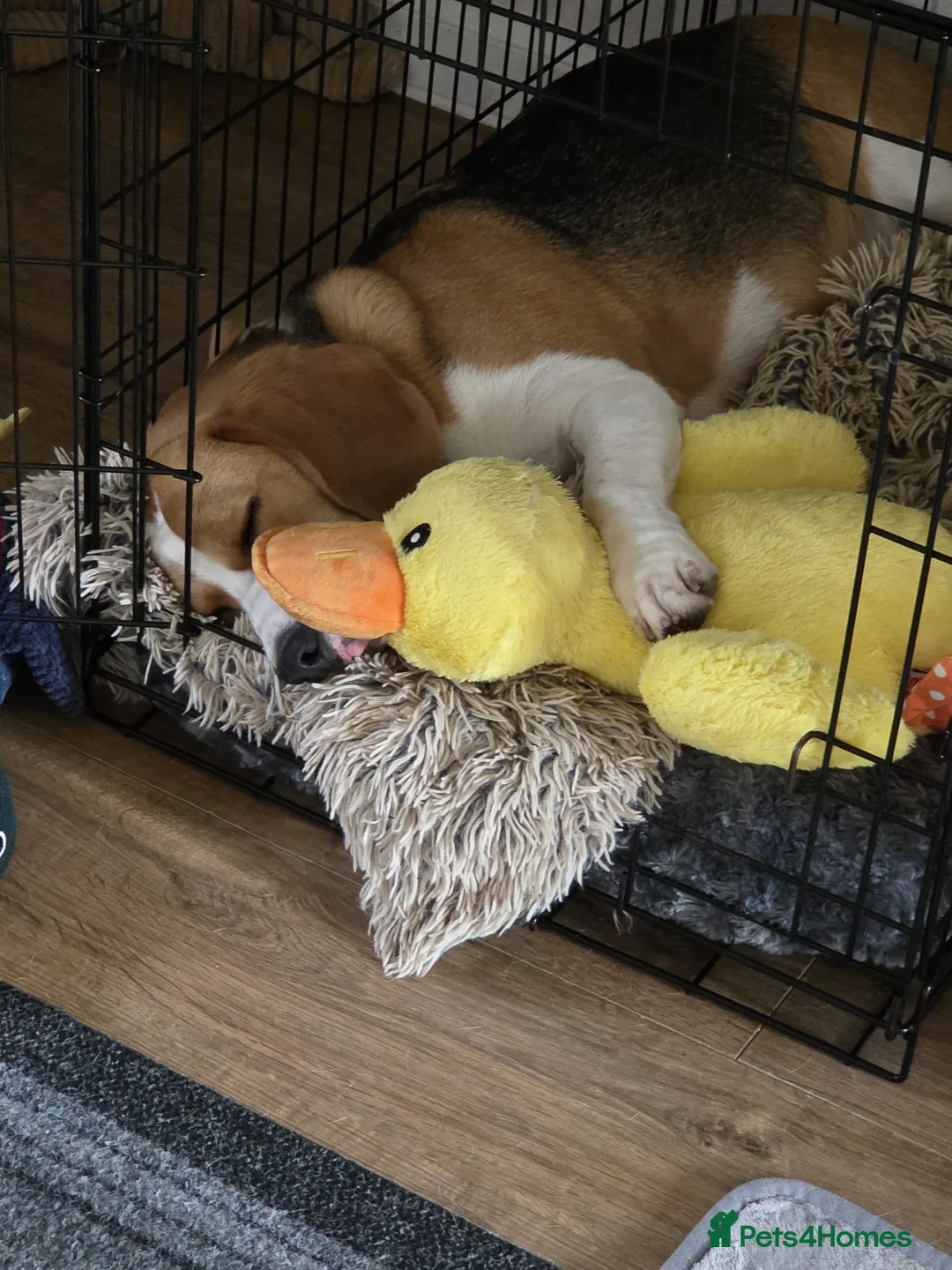 Beagle dogs for sale: Male Beagle for sale - Advert 3