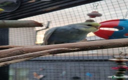 Budgerigars birds for sale: 3x baby budgie reseve only til 13th oct. From £45 - Image 18