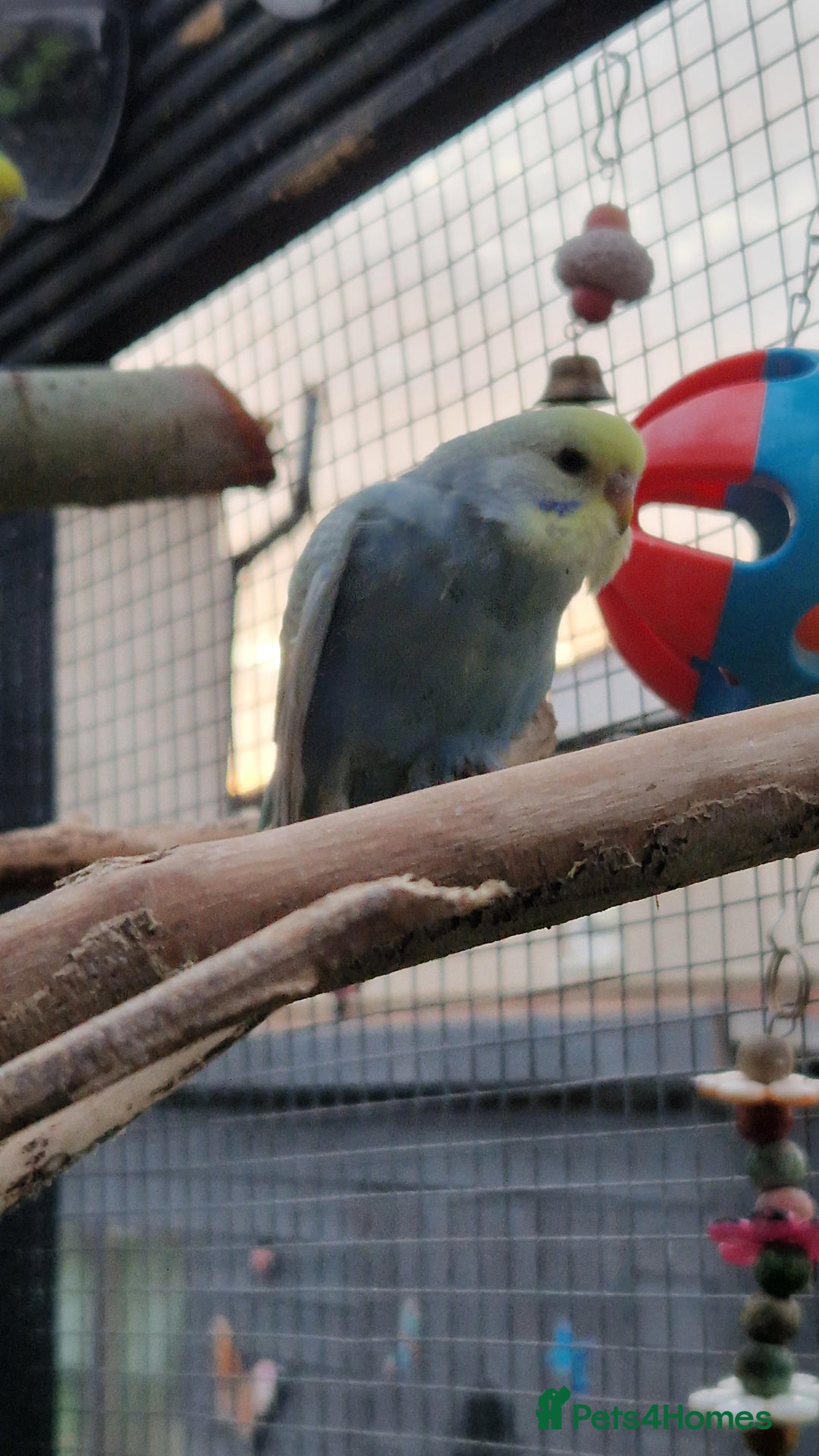 Budgerigars birds for sale: 3x baby budgie reseve only til 13th oct. From £45 - Image 18