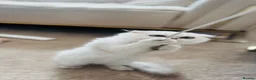Scottish Fold cats for sale: Beautiful White Scottish Fold Female – Ready Now - Advert 1